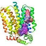 Protein Expression